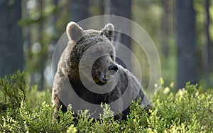 Brown bear in the summer forest. Scientific name: Ursus arctos. Natural habitat