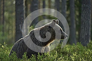 Brown bear in the summer forest. Scientific name: Ursus arctos. Natural habitat