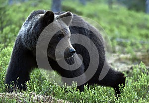 Brown bear in the summer forest. Scientific name: Ursus arctos. Natural habitat