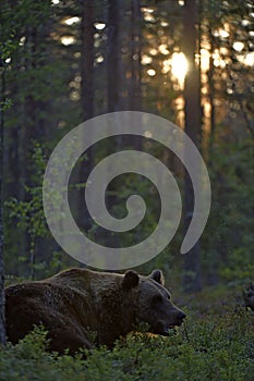 Brown bear in the summer forest at sunset.
