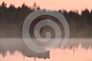 Brown bear at sunset with water reflection