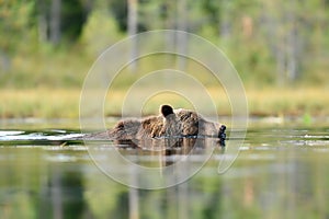 Brown bear in swim at summer