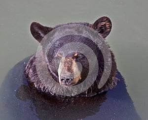 Brown bear swimming