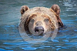 Brown Bear swimming in a river