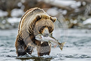 Brown Bear Swimming in River with Fish in Mouth Wildlife Nature Success