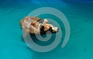 Brown bear swims in a pond, safari park Fasano Apulia Italy