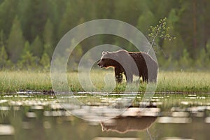 Brown bear in taiga forest scenery after sunset at summer