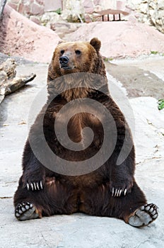 Marrón un oso tiene una duración Descansar 