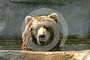 Brown Bear Taking A Bath