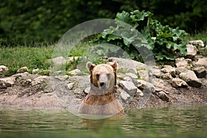 Brown bear taking a bath in the lake