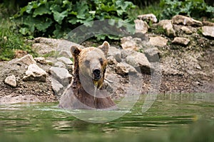 Brown bear taking a bath in the lake