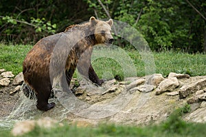 Brown bear after taking a bath