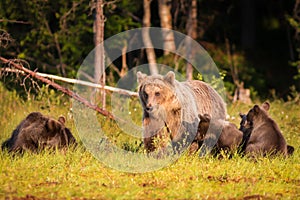 Brown bear with three cubs in forest in Finland
