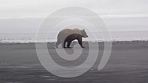 Brown bear on tidal flats, Katmai National Park