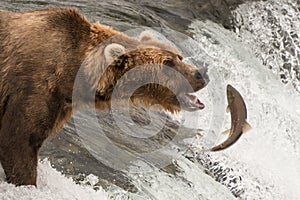 Brown bear about to catch a salmon