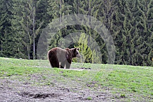 Medvěd hnědý, Transylvánie, Rumunsko