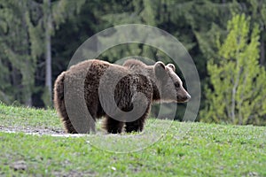 Brown bear, Transylvania, Romania