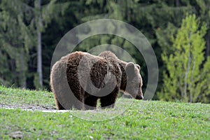 Brown bear, Transylvania, Romania