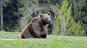 Brown bear, Transylvania, Romania