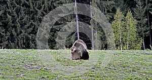 Brown bear, Transylvania, Romania