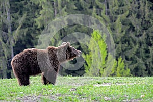 Medveď hnedý, Transylvánia, Rumunsko
