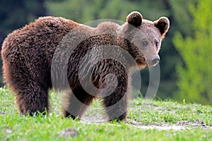 Brown bear, Transylvania, Romania