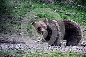 Medveď hnedý, Transylvánia, Rumunsko