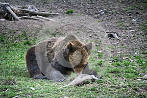 Brown bear, Transylvania, Romania