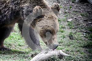 Brown bear, Transylvania, Romania