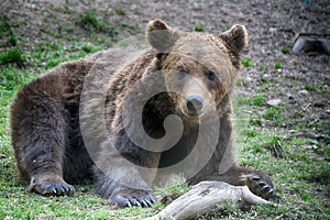 Brown bear, Transylvania, Romania