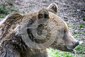 Brown bear, Transylvania, Romania