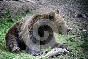 Brown bear, Transylvania, Romania