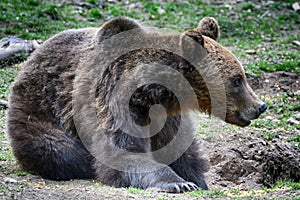 Brown bear, Transylvania, Romania