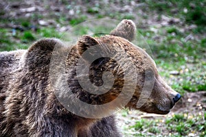 Brown bear, Transylvania, Romania