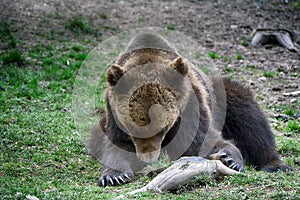 Brown bear, Transylvania, Romania