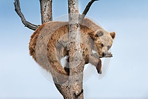 Brown bear on tree