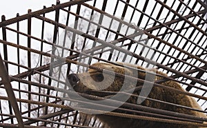 The brown bear tries to gnaw through the iron bars of its cage