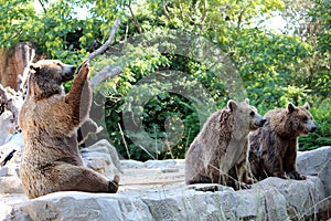 Brown Bear photo