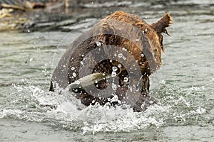 Brown bear trying to catch a fish on Kurile Lake. photo