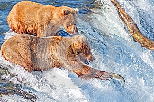 Brown bear trying to catch jumping salmon at Brooks falls, Katmai National Park, Alaska