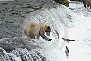 Hnedý medveď snaží na úlovok losos 
