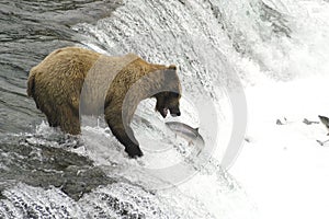 Brown bear trying to catch salmon