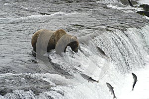 Brown bear trying to catch salmon