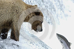 Brown bear trying to catch salmon