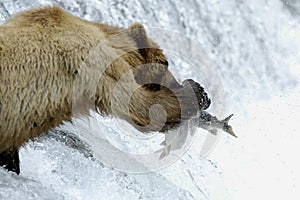 Brown bear trying to catch salmon