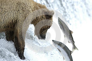 Brown bear trying to catch salmon