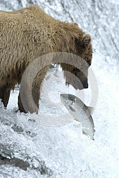 Brown bear trying to catch salmon