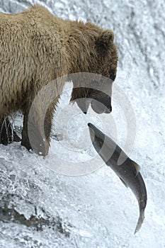 Brown bear trying to catch salmon