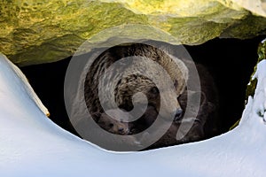 Brown bear with two cubs looks out of its den in the woods under a large rock in winter