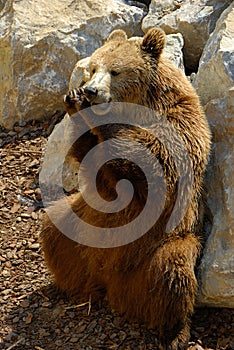 Brown bear, Ursus arctos photo